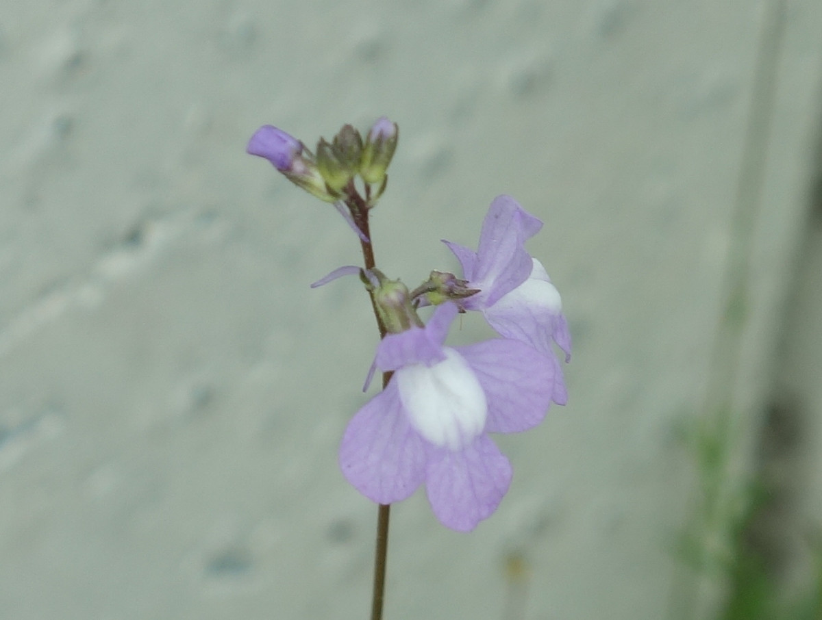 マツバウンラン（松葉海蘭）