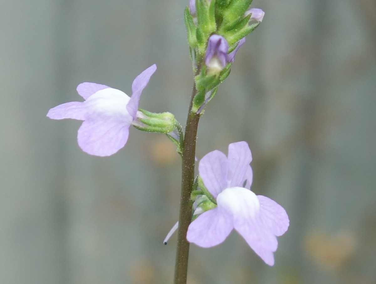 マツバウンラン（松葉海蘭）