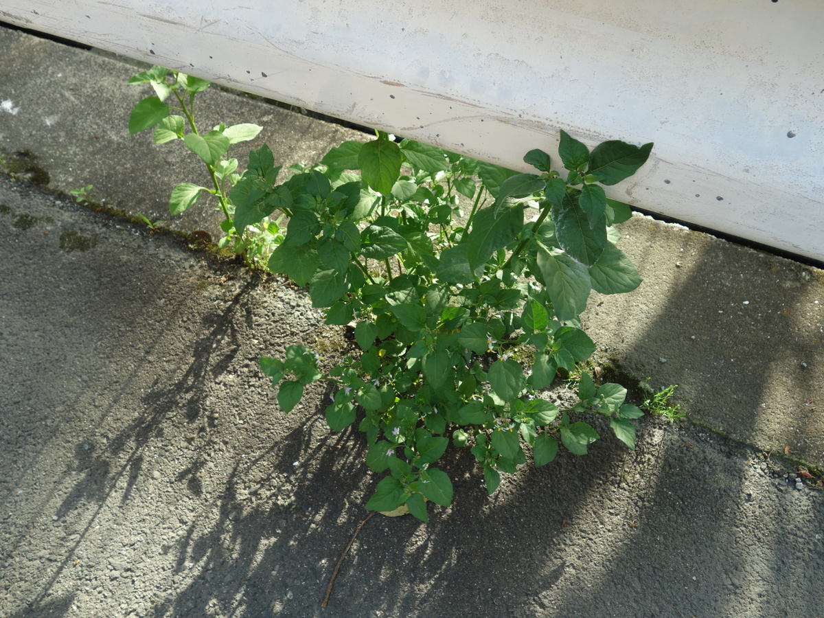 イヌホオズキ（犬酸漿）の花