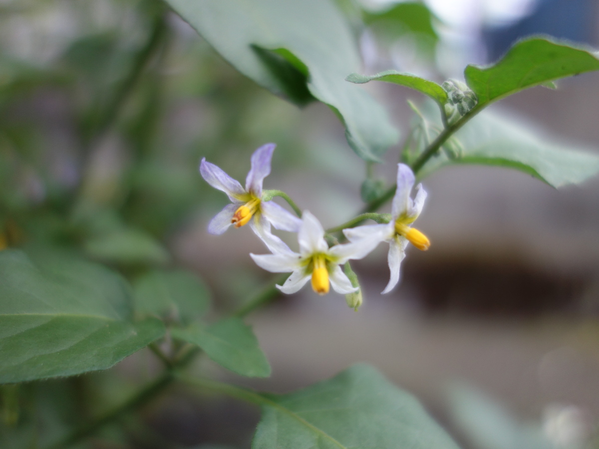 イヌホオズキ（犬酸漿）の花