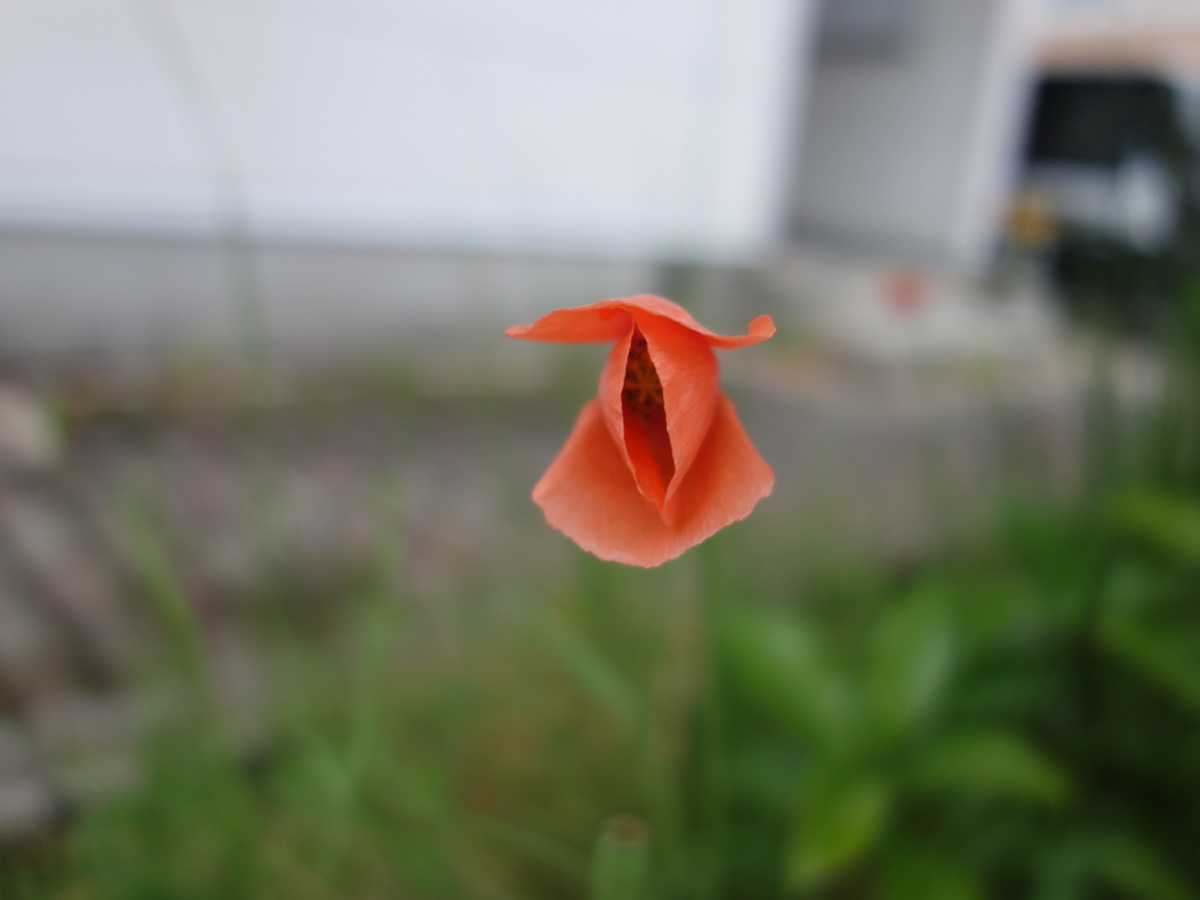 ナガミヒナゲシ（長実雛芥子）の花