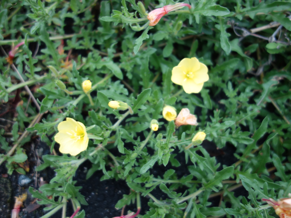 コマツヨイグサ（小待宵草）