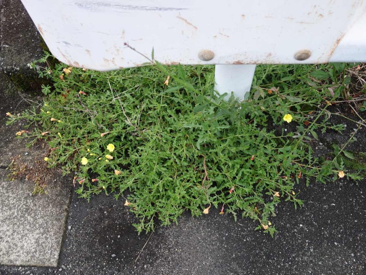 コマツヨイグサ（小待宵草）