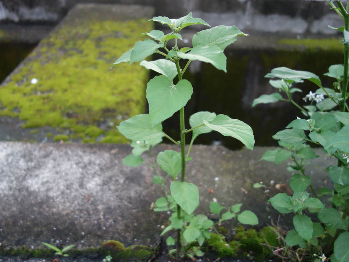 イヌホオズキ（犬酸漿）の花