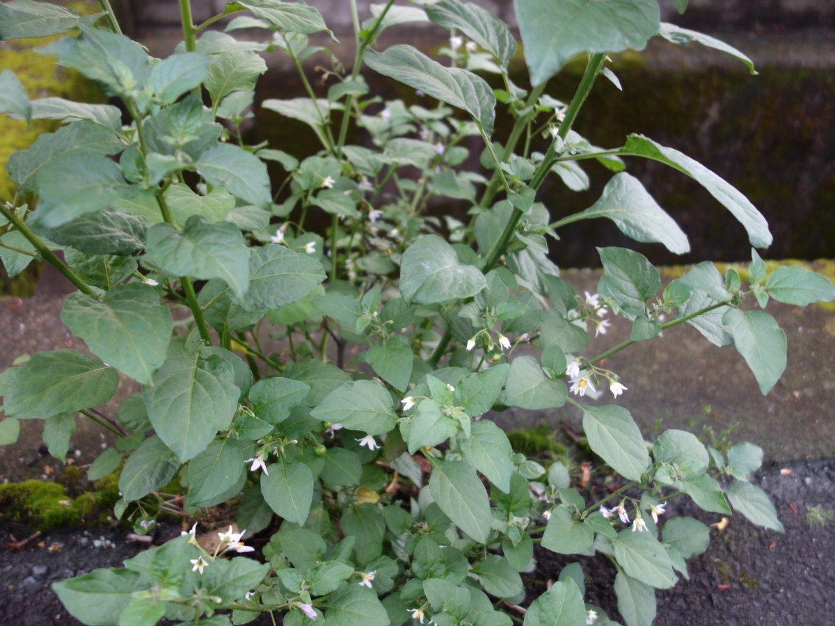 イヌホオズキ（犬酸漿）の花