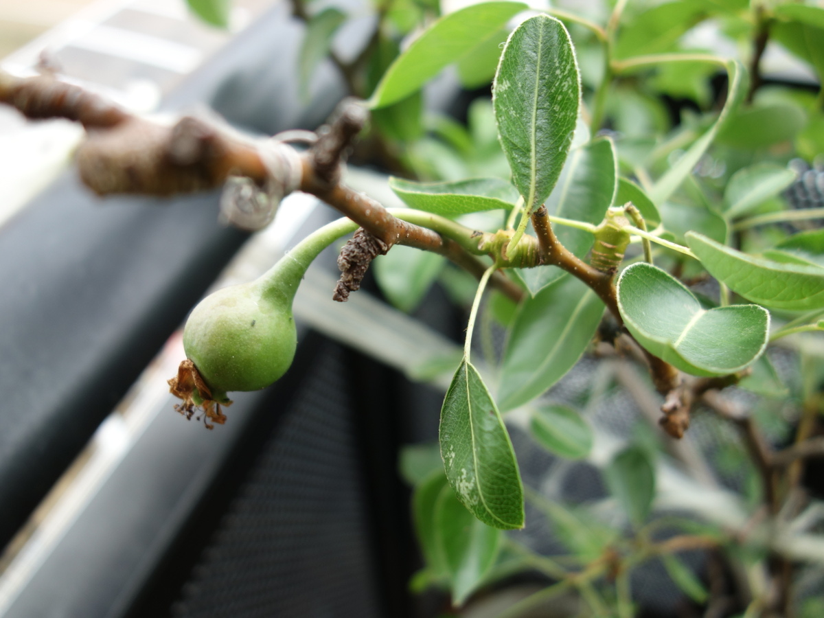 ラ・フランスの実