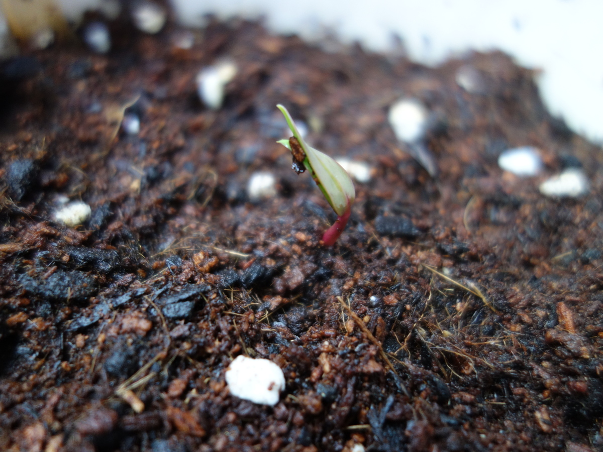 ツルムラサキ赤茎種