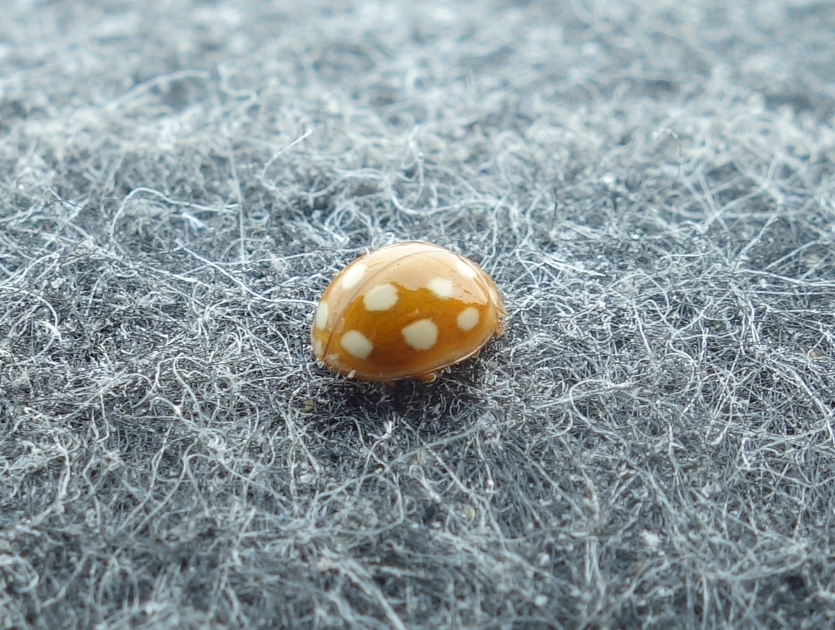 テントウムシ（天道虫）