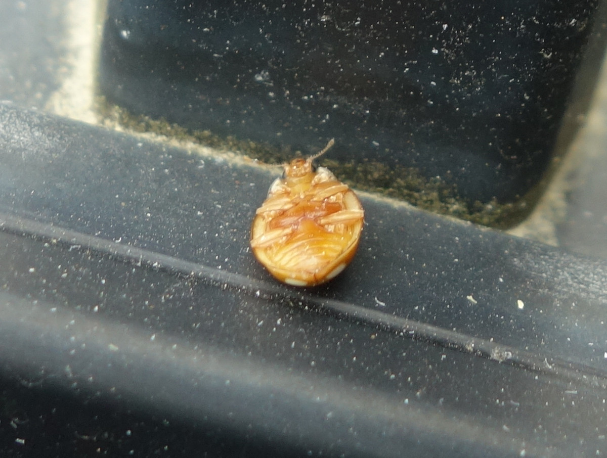 テントウムシ（天道虫）