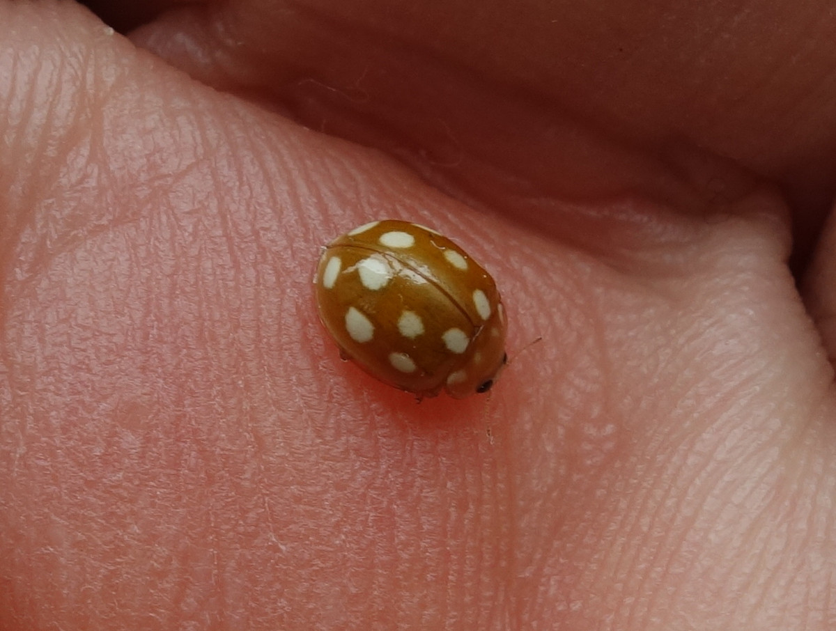 テントウムシ（天道虫）