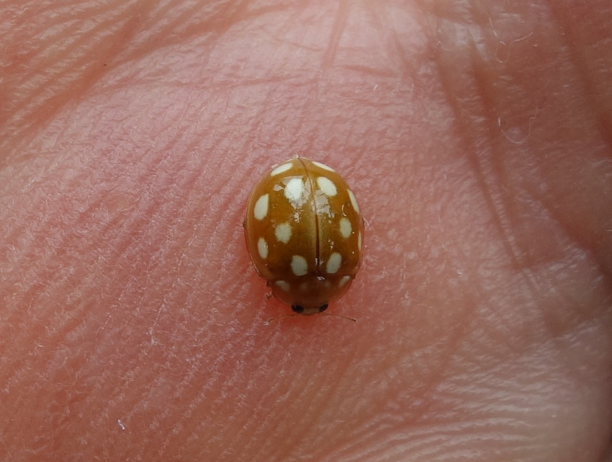 テントウムシ（天道虫）