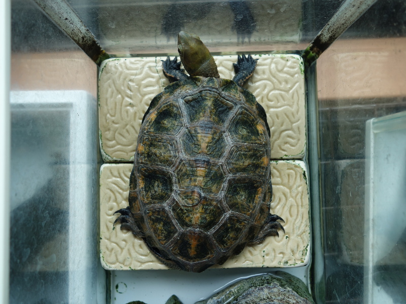 ニホンイシガメ