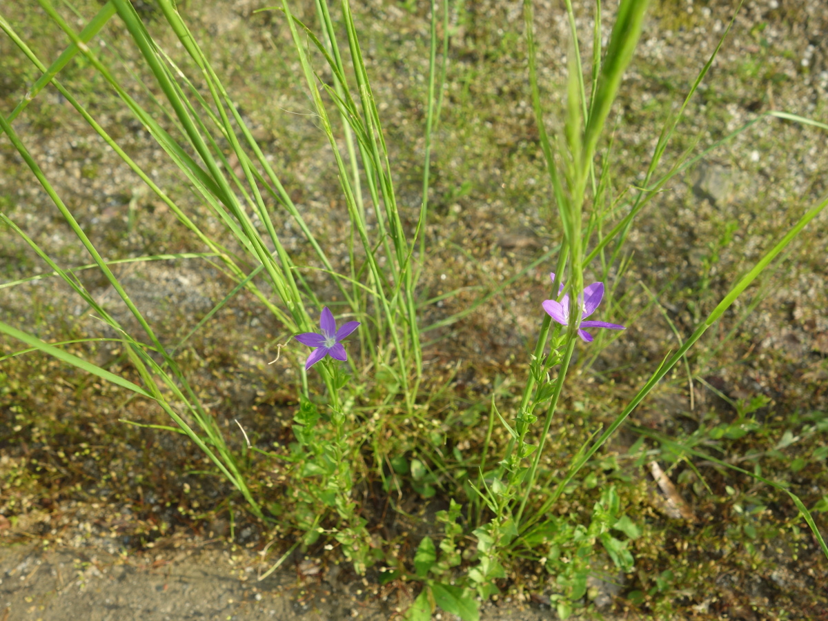 キキョウソウ（桔梗草）