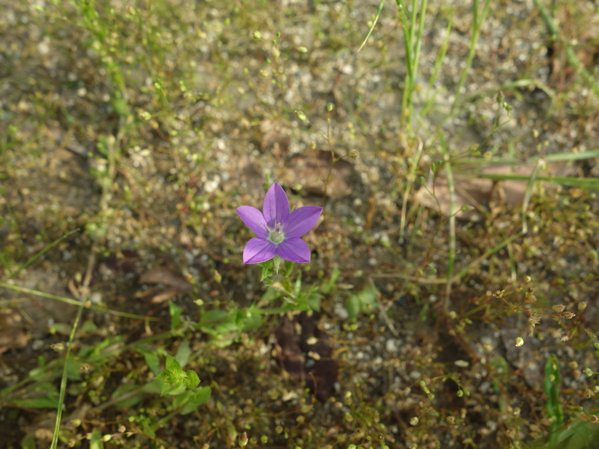 キキョウソウ（桔梗草）