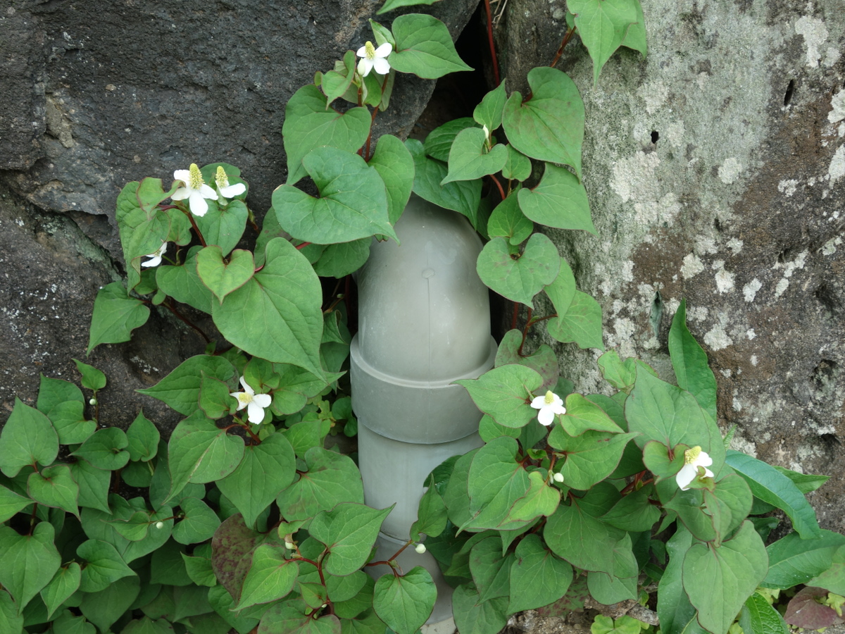 ドクダミ（蕺草）