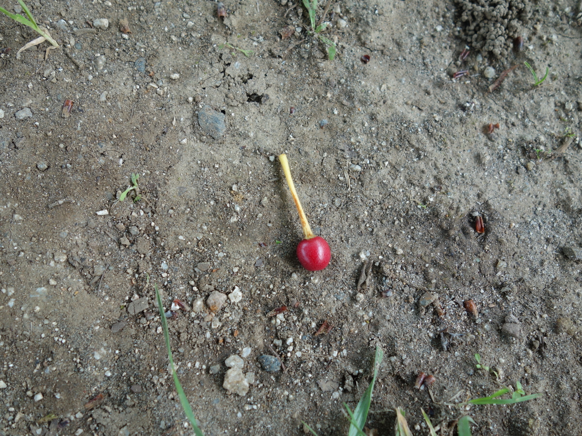 ソメイヨシノの樹の下に落ちていた赤いさくらんぼ