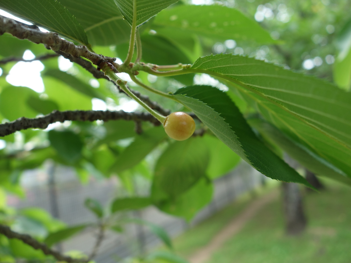 ソメイヨシノの樹に生っている黄色いさくらんぼ