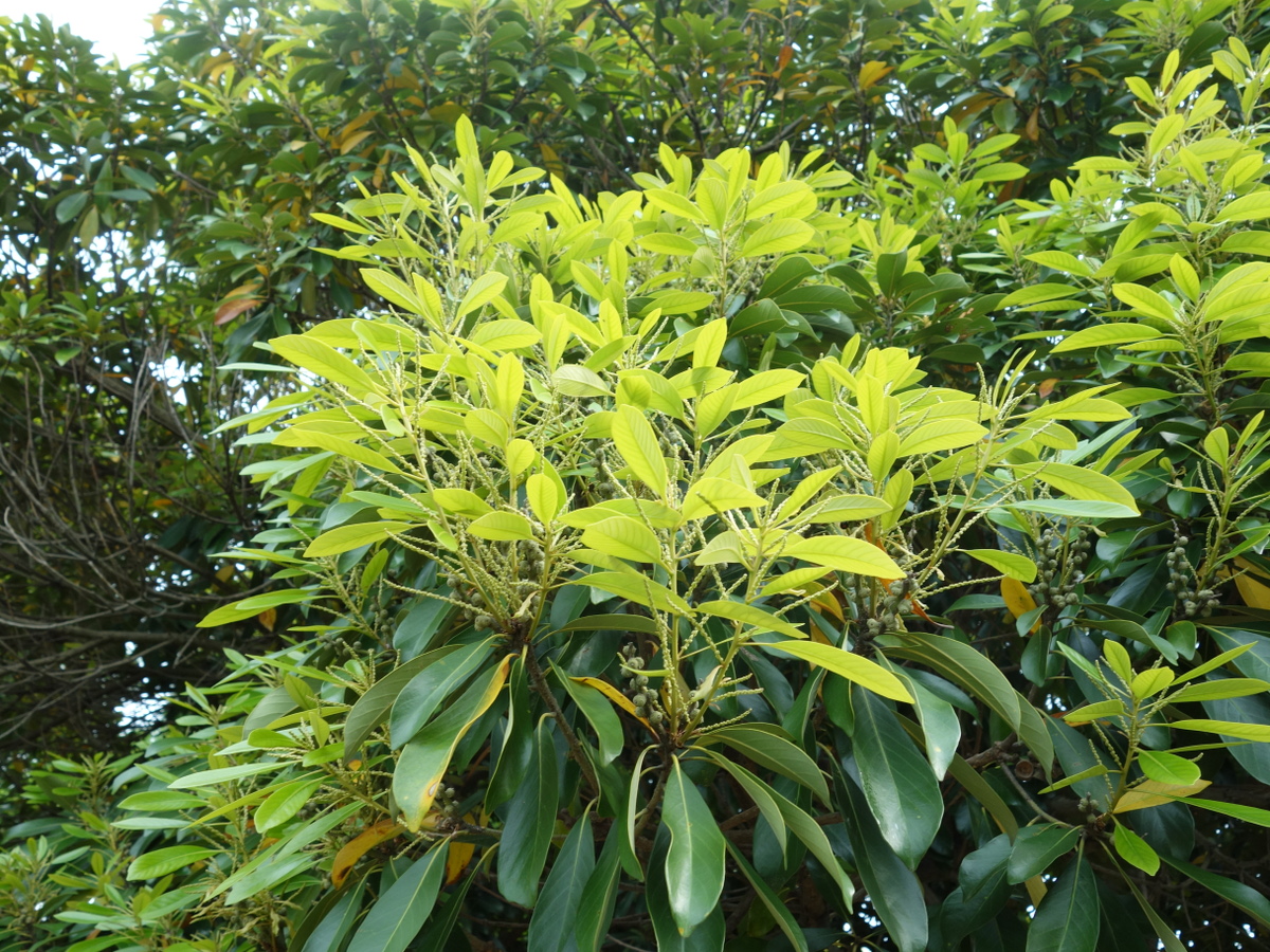 マテバシイ（馬刀葉椎）