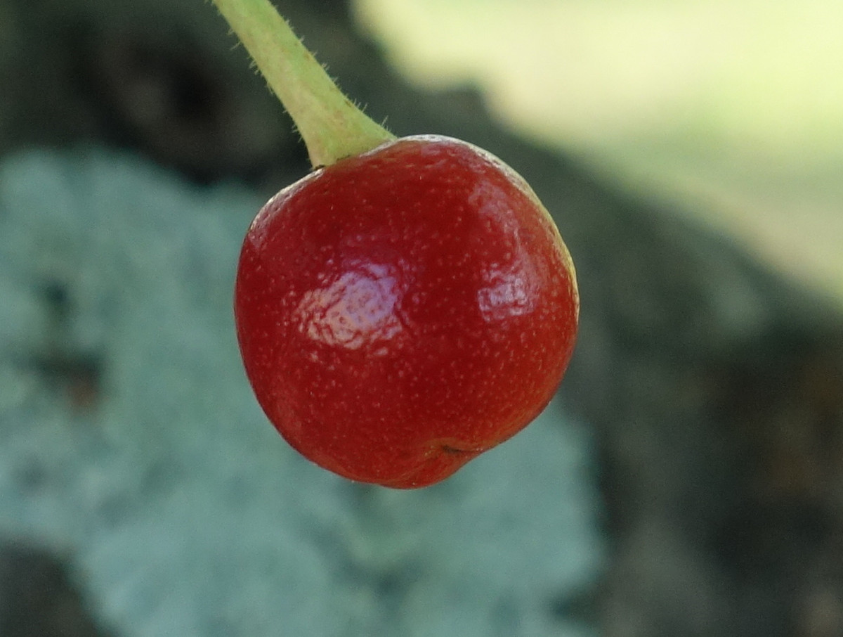 桜の木に生ったさくらんぼ