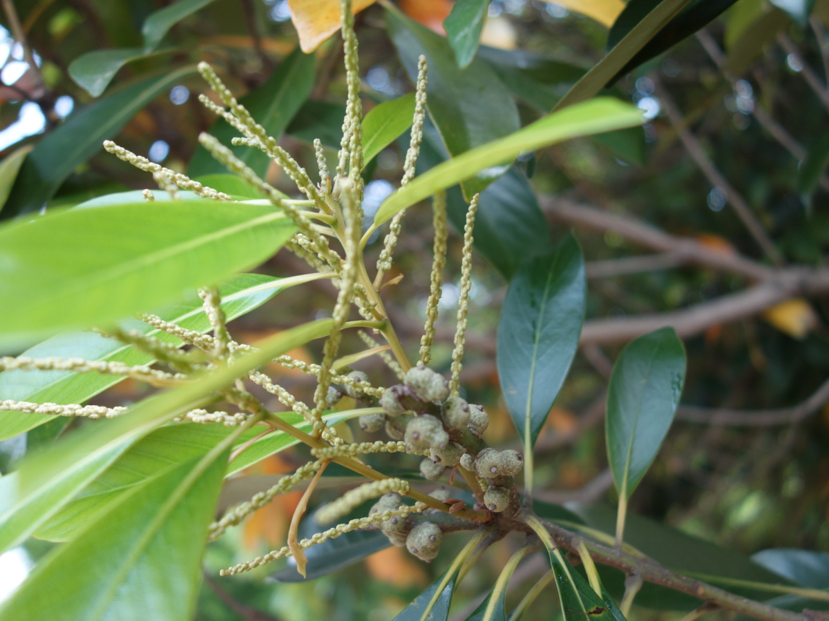 マテバシイ（馬刀葉椎）