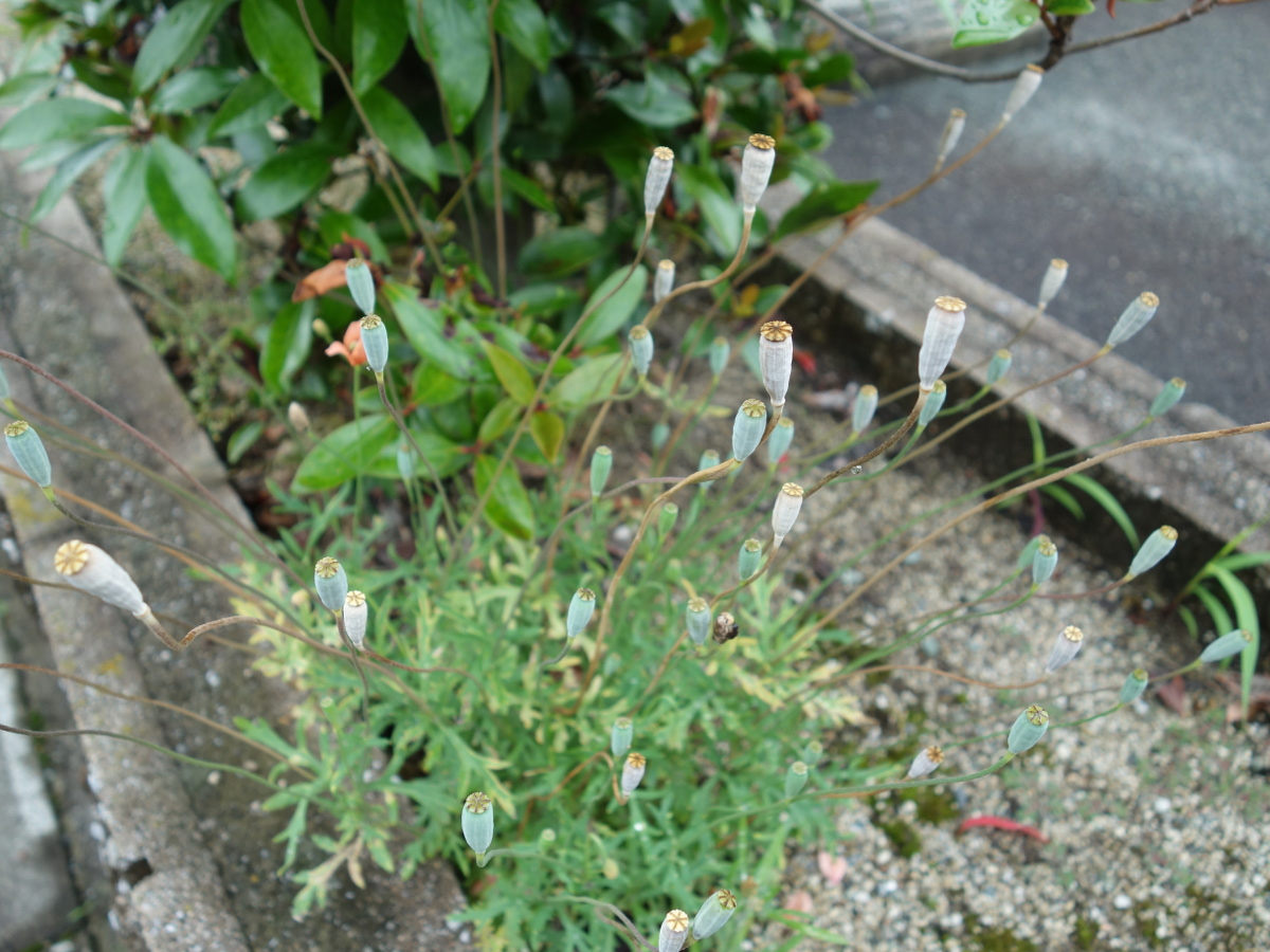 ナガミヒナゲシ