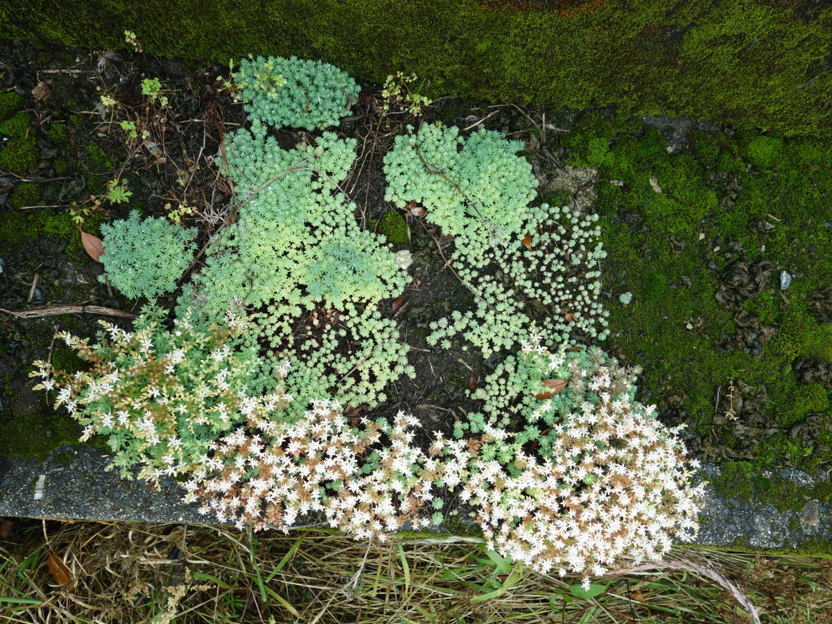 パリダム（シンジュボシマンネングサ）