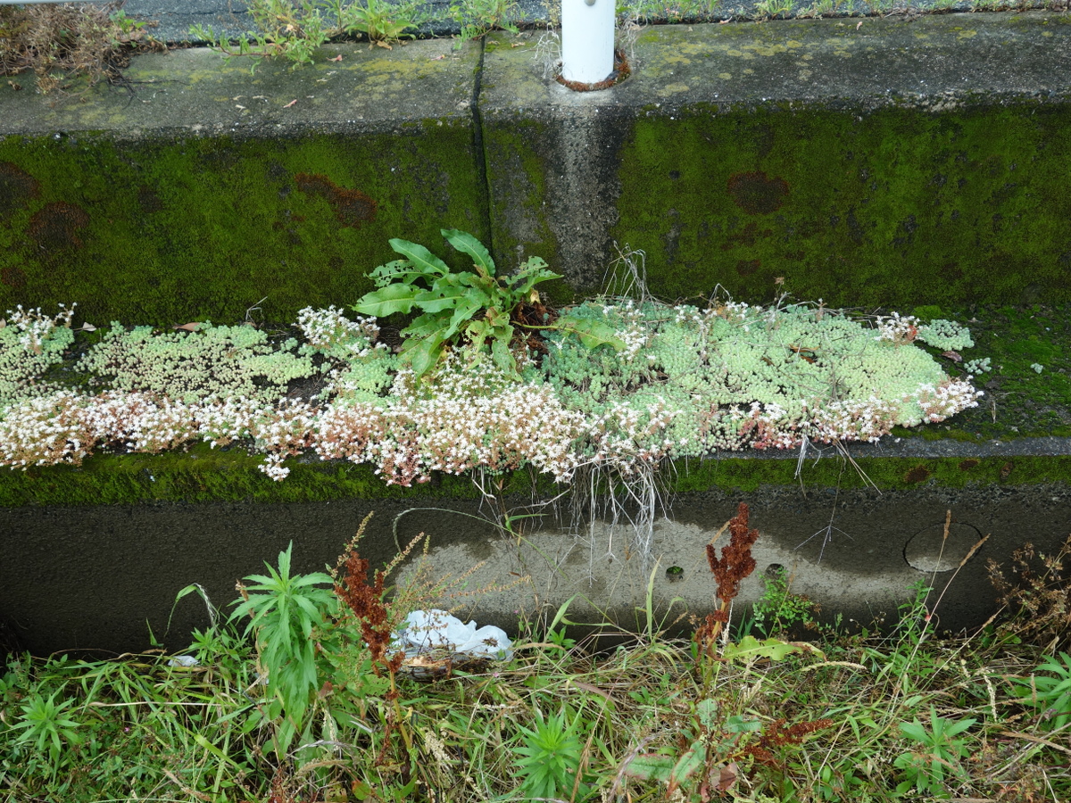 パリダム（シンジュボシマンネングサ）