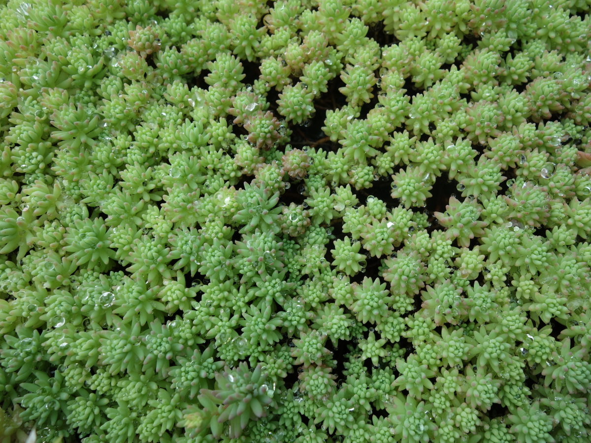 パリダム（シンジュボシマンネングサ）