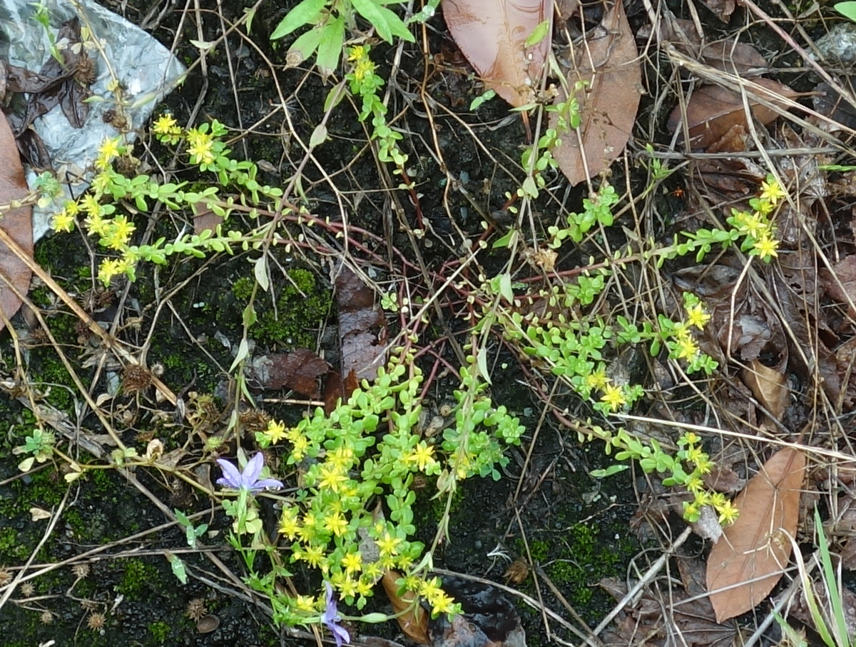 ツルマンネングサ（蔓万年草）