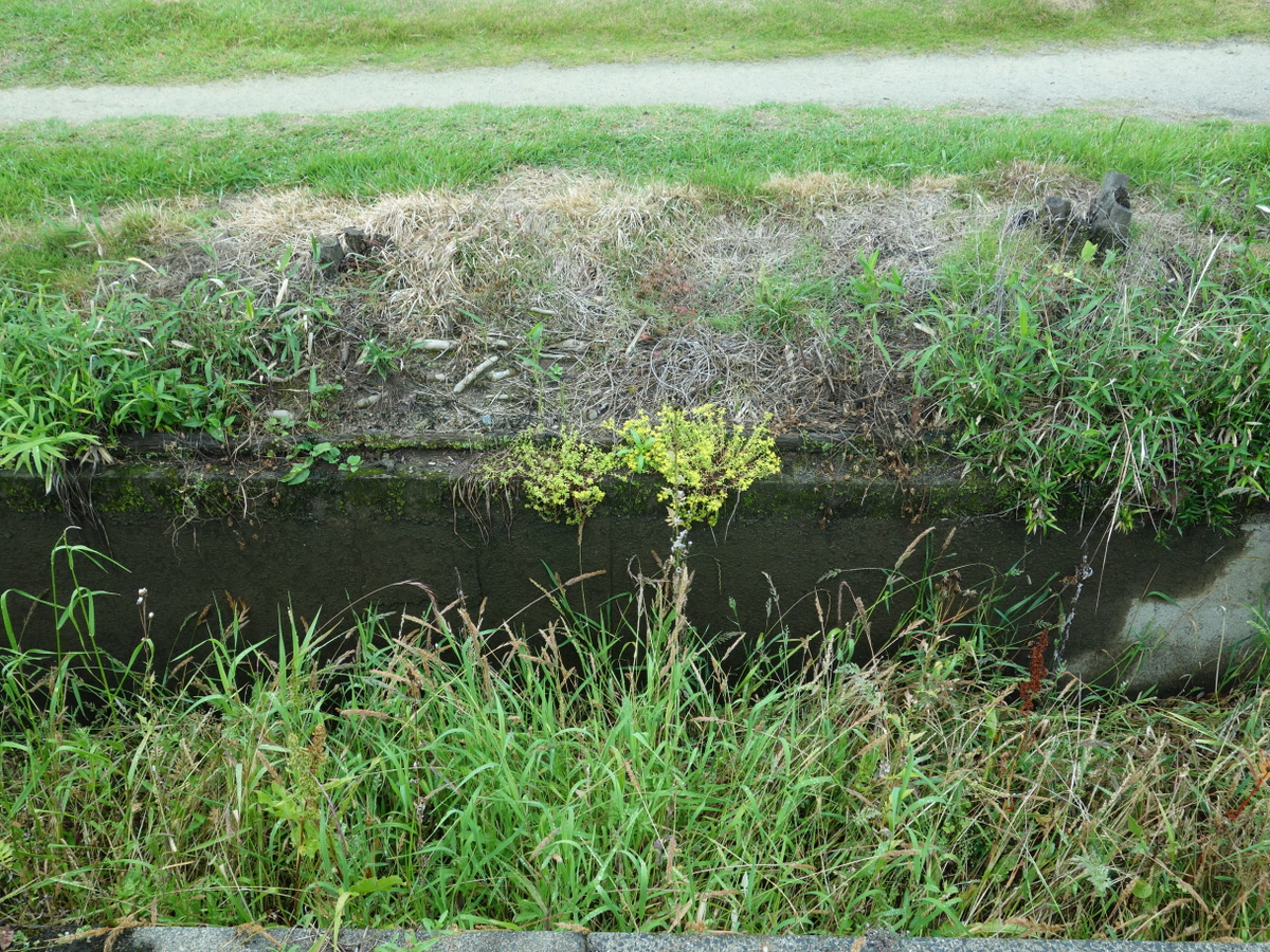 ツルマンネングサ（蔓万年草）