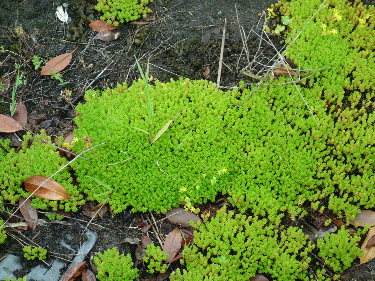 ツルマンネングサ（蔓万年草）