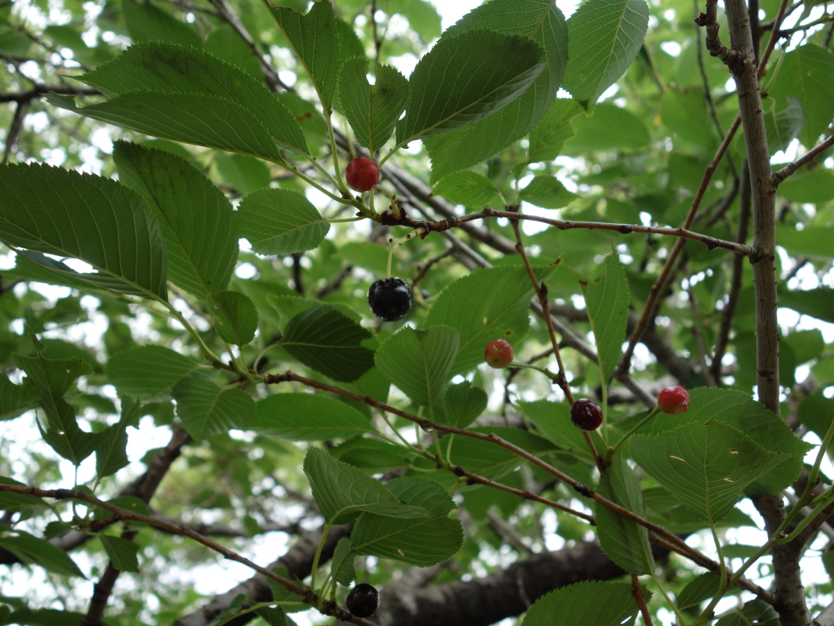 桜の木に生ったさくらんぼ