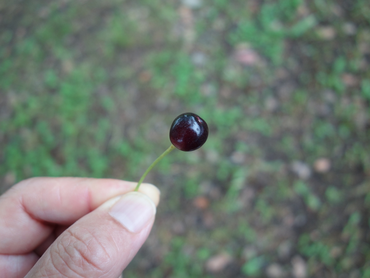 桜の木に生ったさくらんぼ