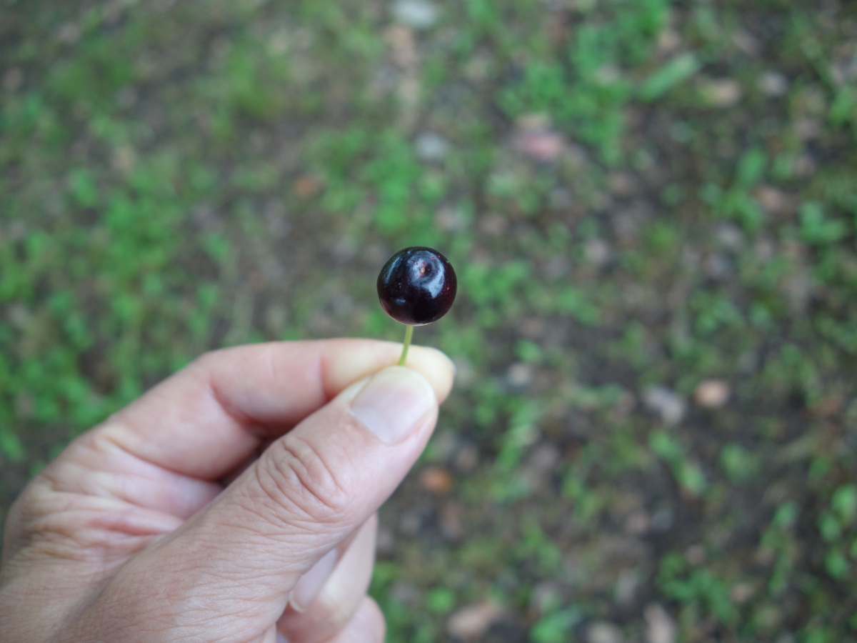 桜の木に生ったさくらんぼ