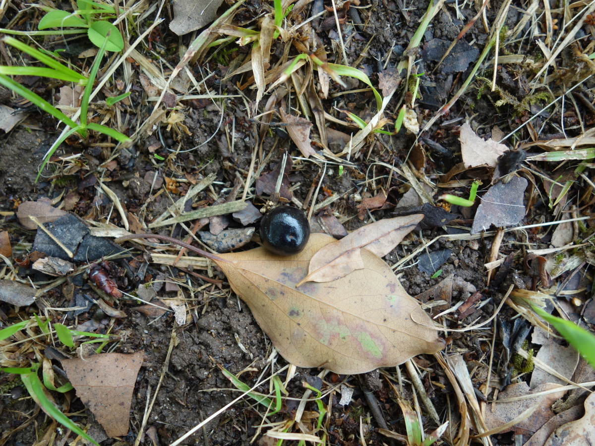 桜の木に生ったさくらんぼ