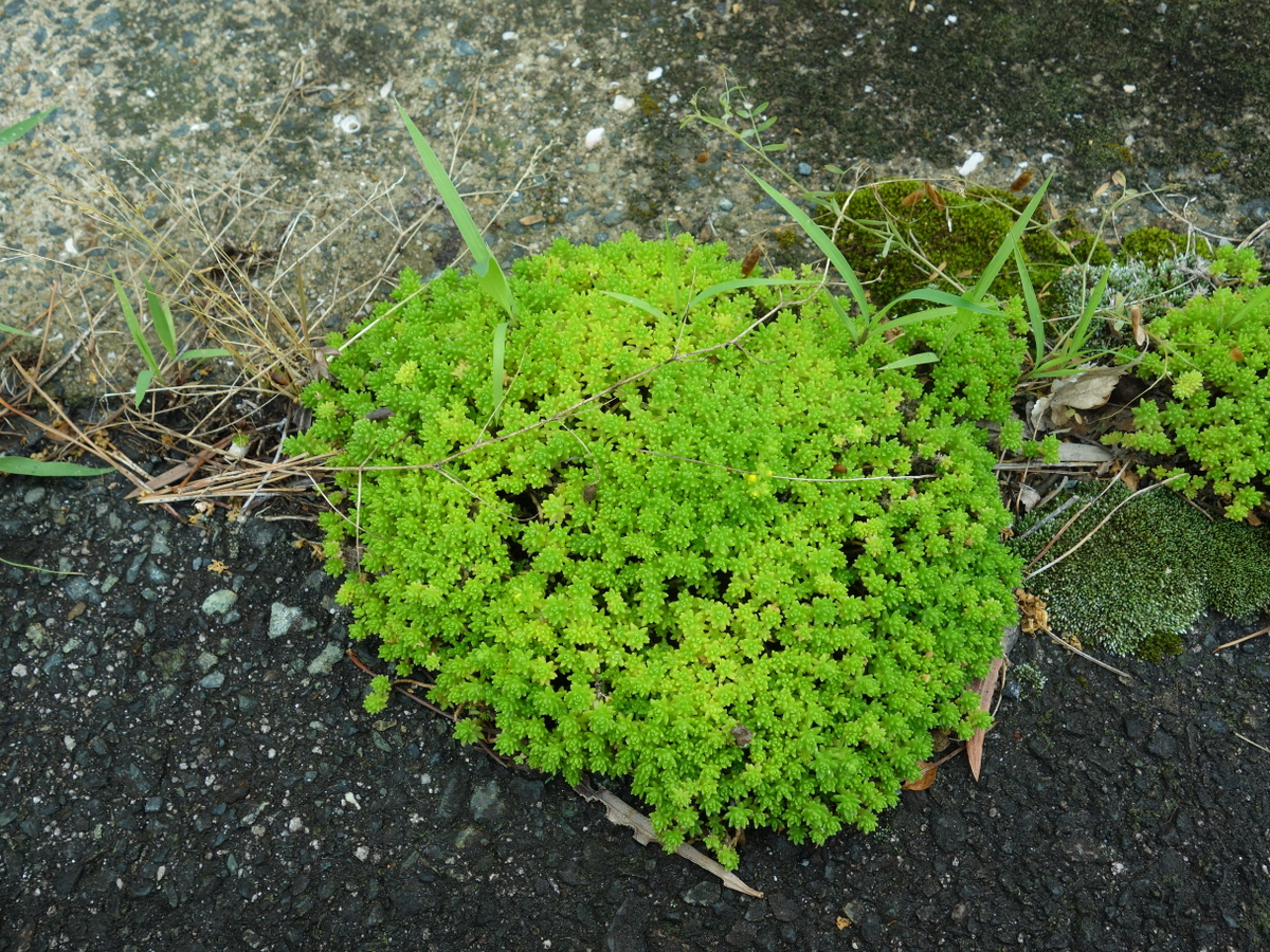 ツルマンネングサ（蔓万年草）