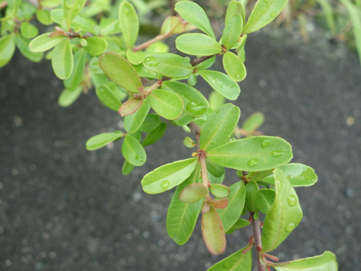 ザクロと思われる植物