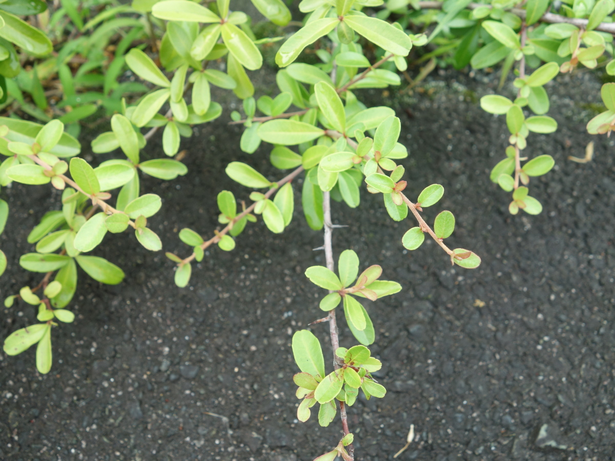 ザクロと思われる植物