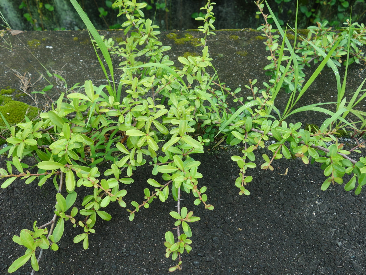 ザクロと思われる植物
