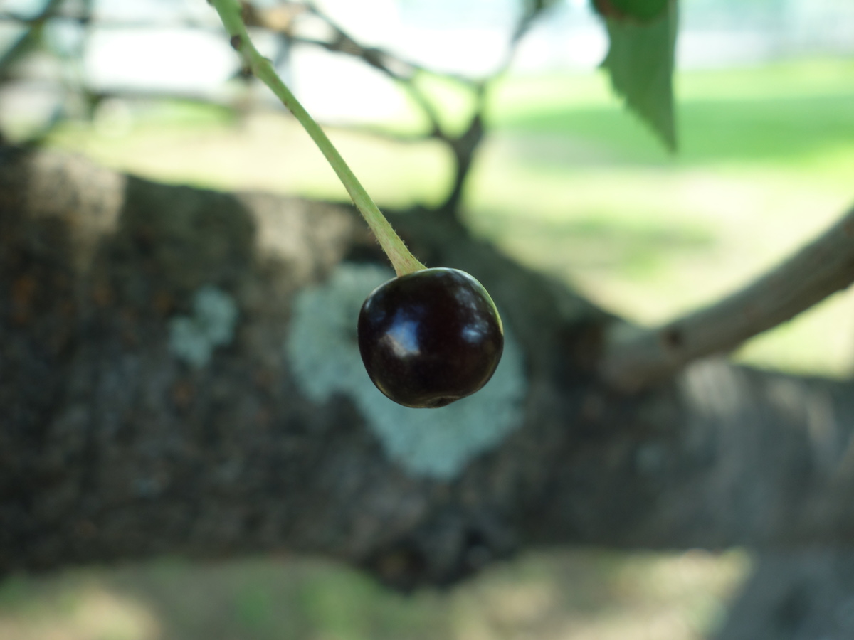 桜の木に生ったさくらんぼ