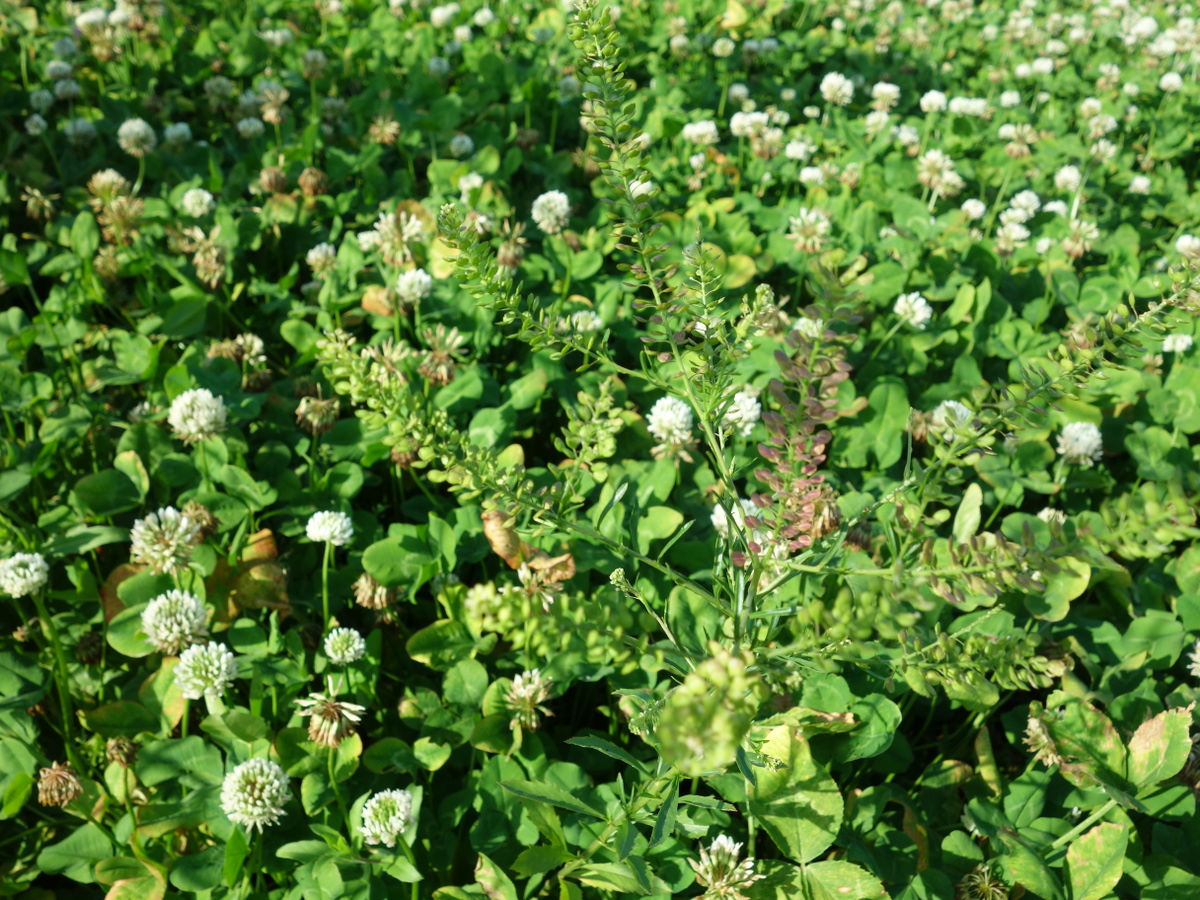 マメグンバイナズナ（豆軍配薺）