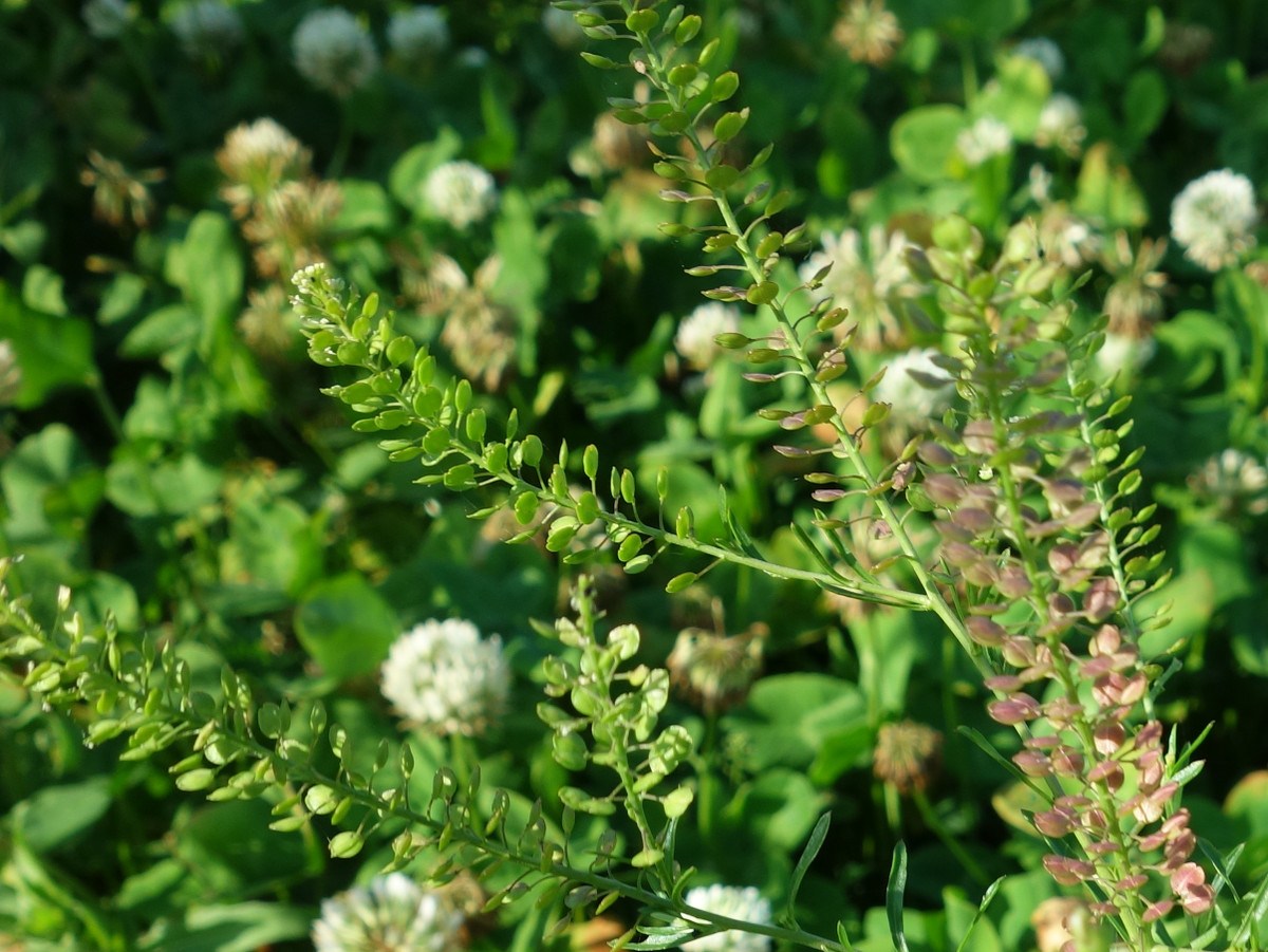 マメグンバイナズナ（豆軍配薺）