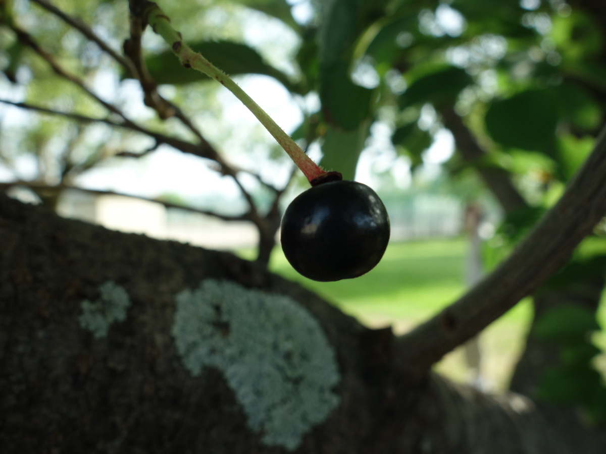 桜の木に生ったさくらんぼ