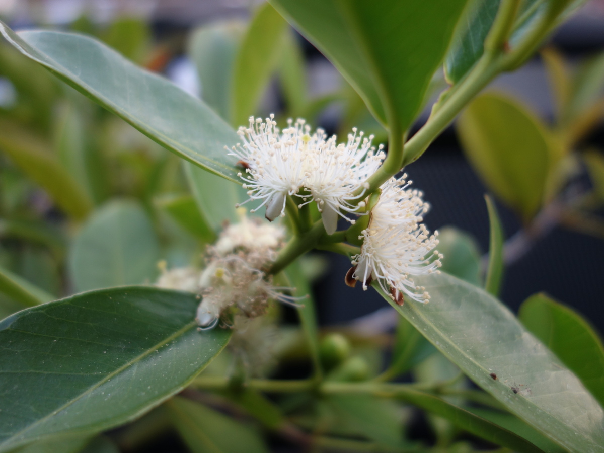 イエローストロベリーグァバの花