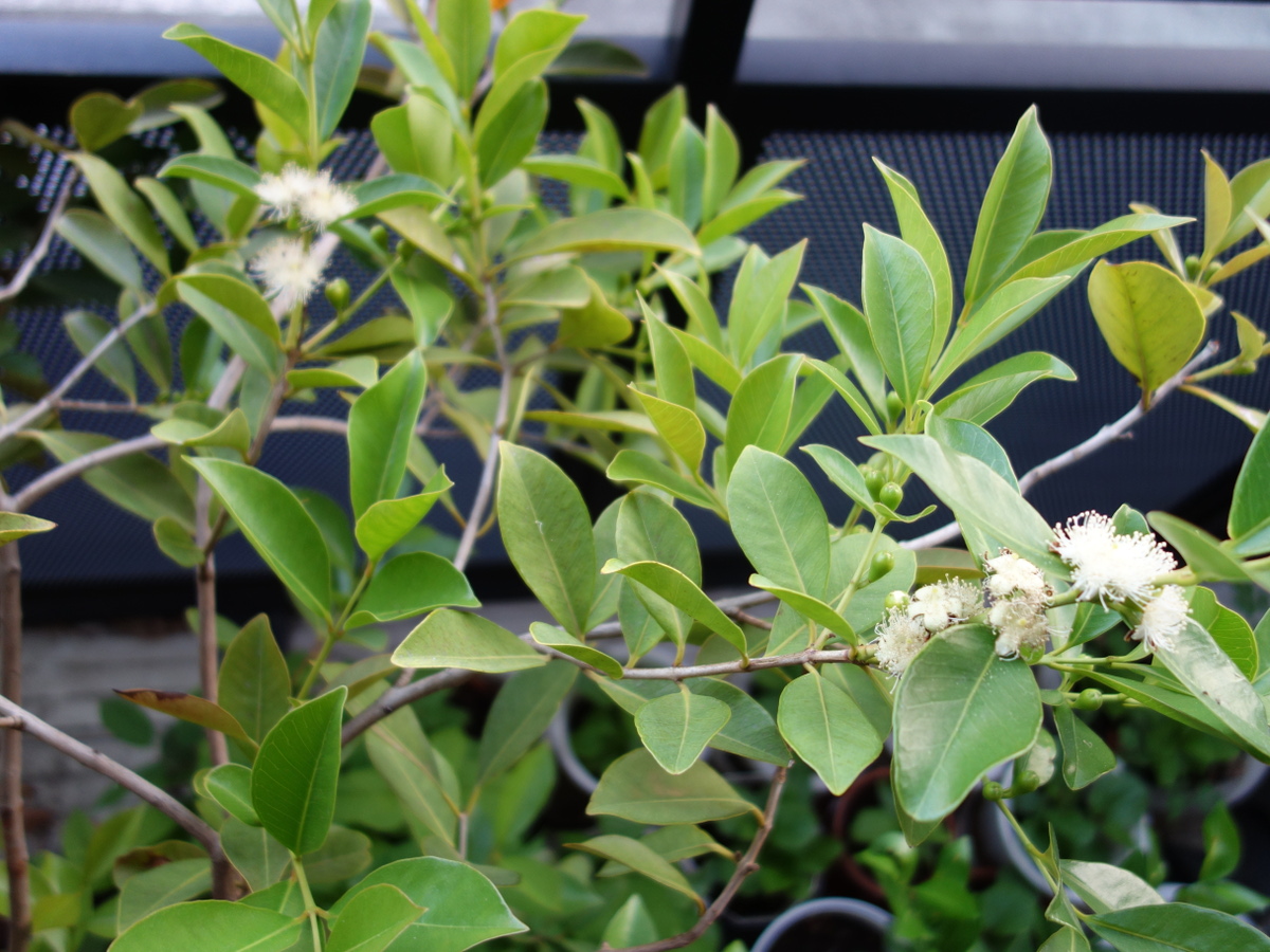 イエローストロベリーグァバの花
