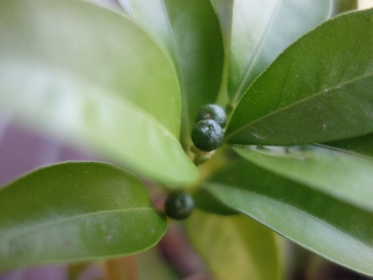 シー クヮーサーの実