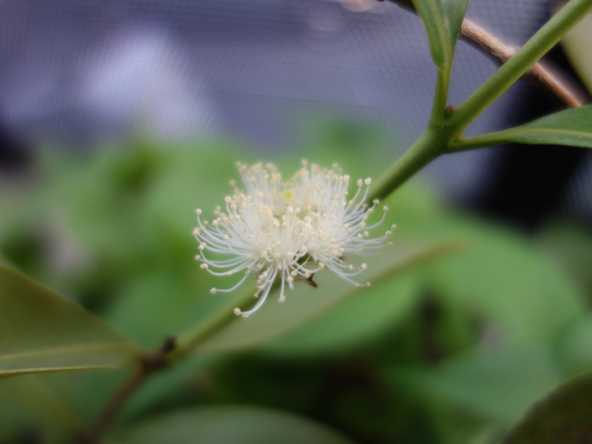 イエローストロベリーグァバの花