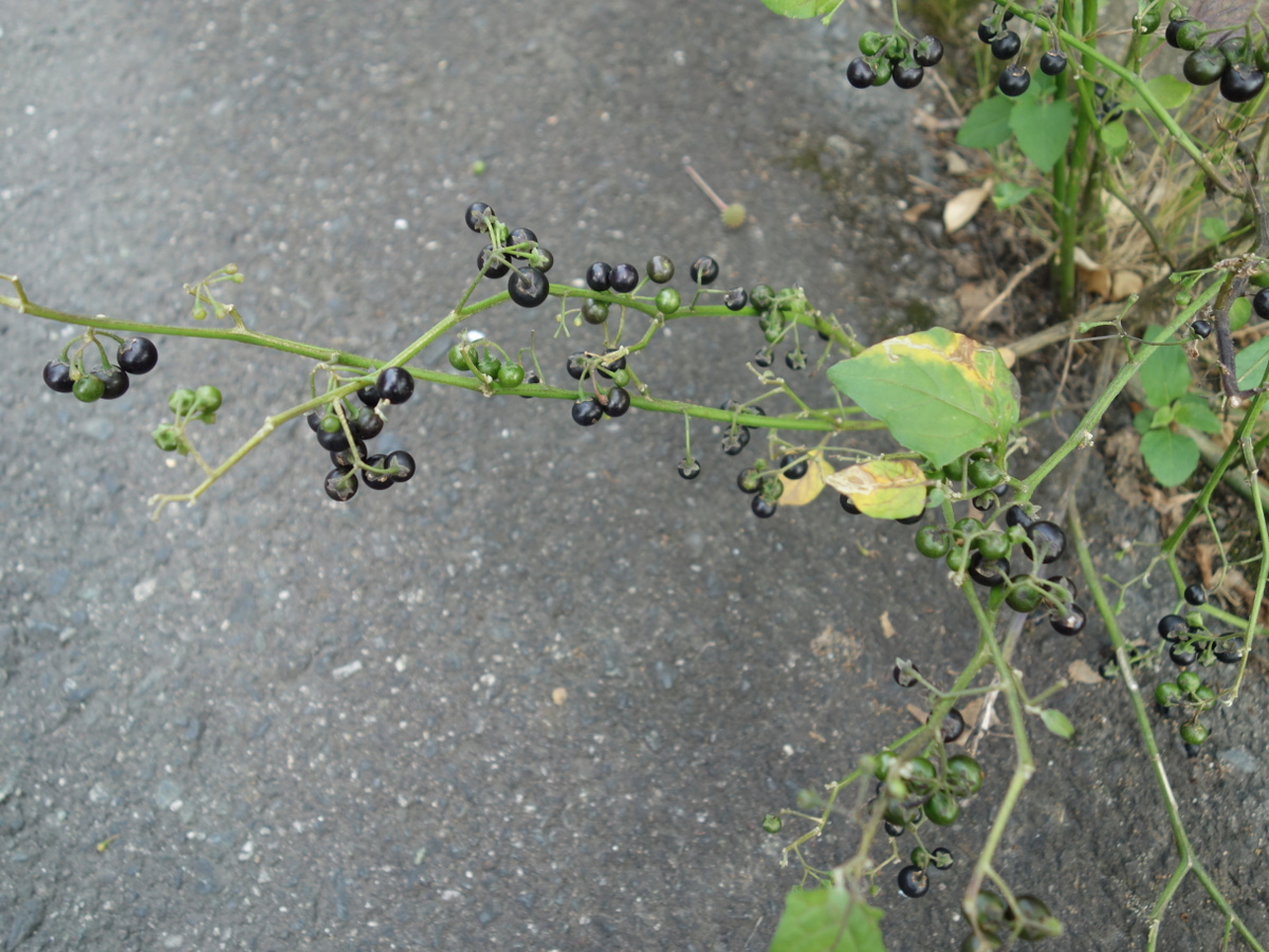 イヌホオズキ（犬酸漿）の実
