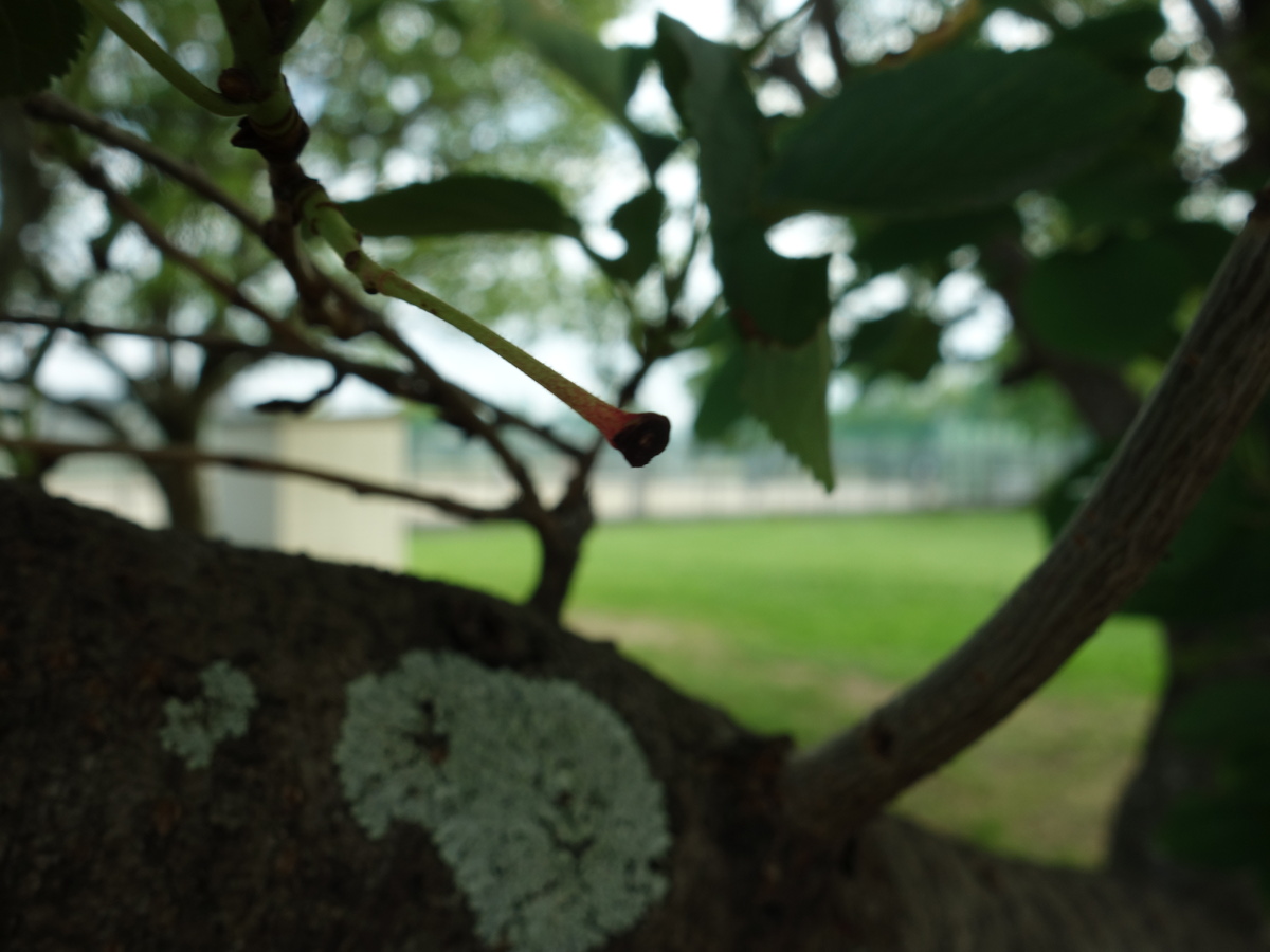 桜の木に生ったさくらんぼの果柄