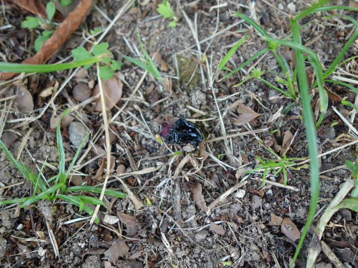 桜の木の下に落ちたさくらんぼ